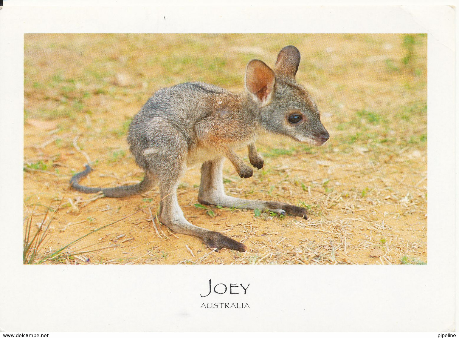 Australia Postcard Sent To Denmark (Joey) - Other & Unclassified