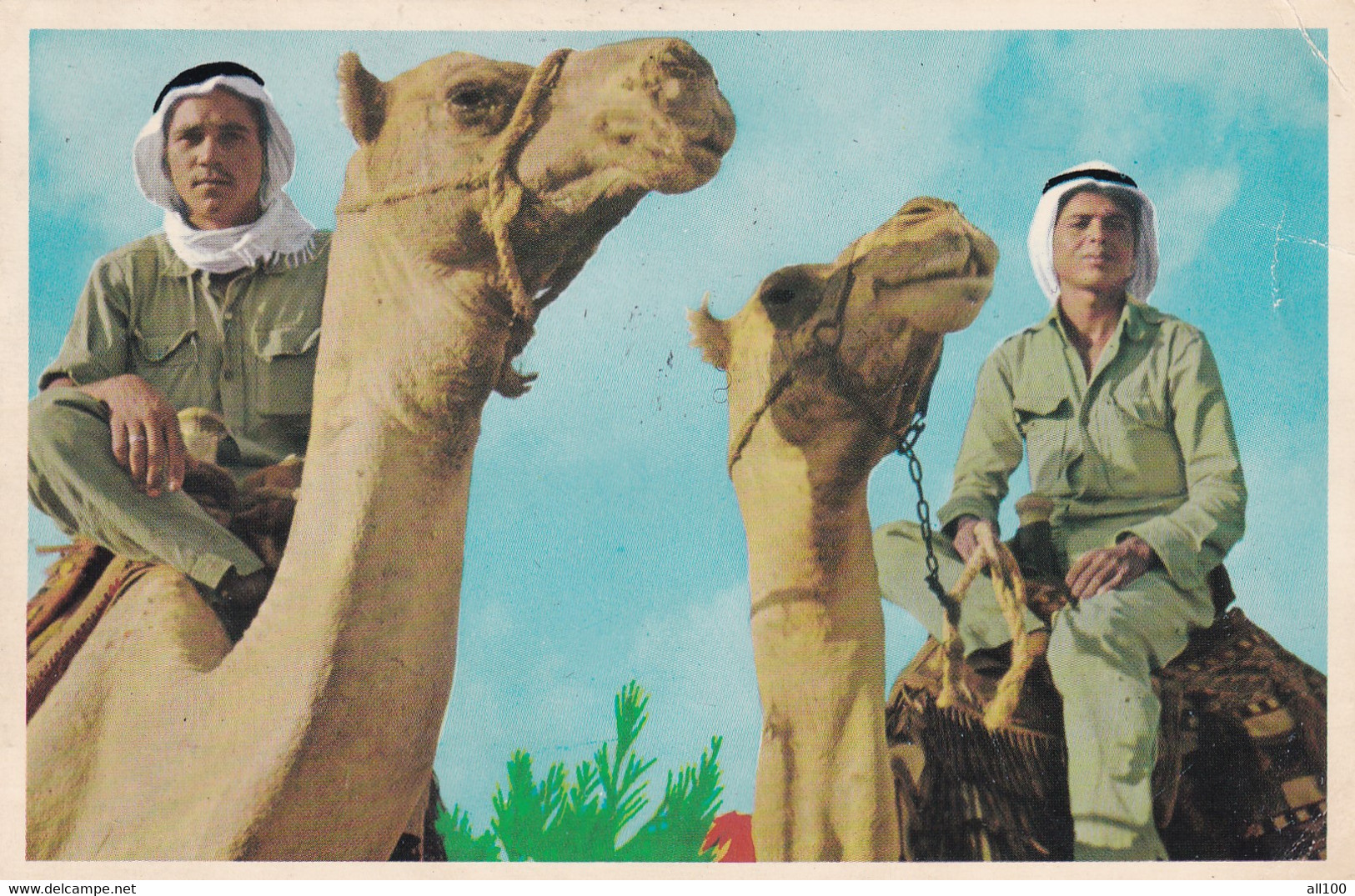 A16809 - CAMEL RIDERS POSTCARD 1950 PRINTED IN ISRAEL - Palestine