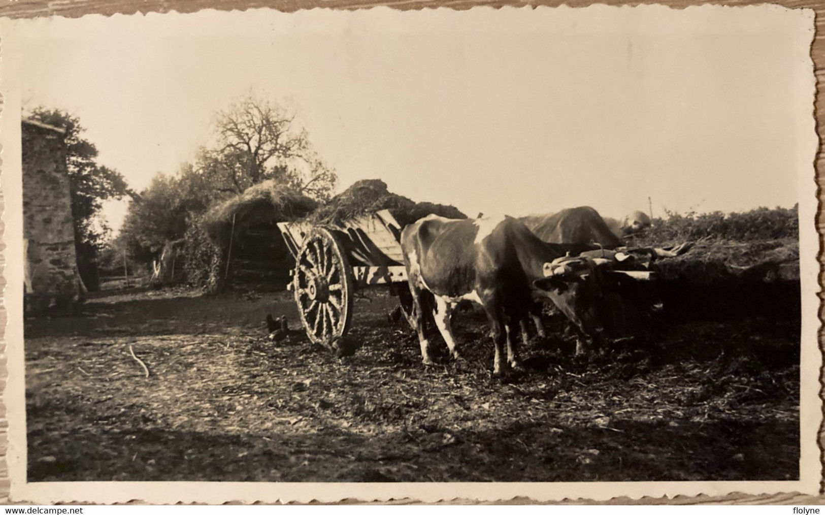 Montaigu - Photo Ancienne - Attelage De Bœufs à La Ferme - Paysan Agriculture - 1938 - Montaigu