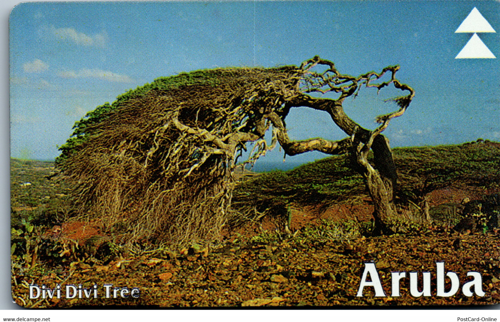 16801 - Aruba - Setar , Divi Divi Tree - Aruba