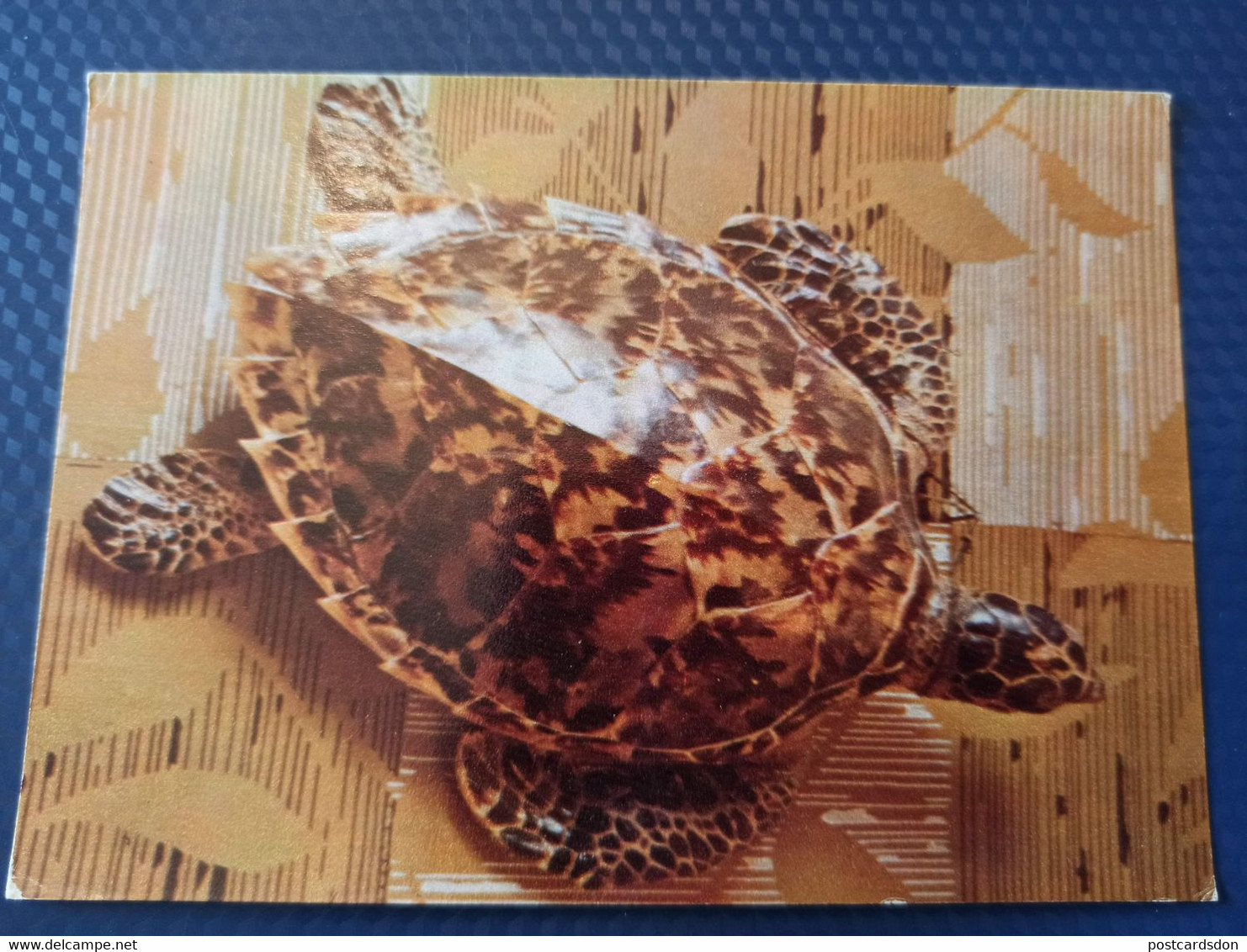 TURTLE - Testudo  - Eretmochelya Imbricata -soviet Postcard - Old PC - Tortue 1975 - Tortues