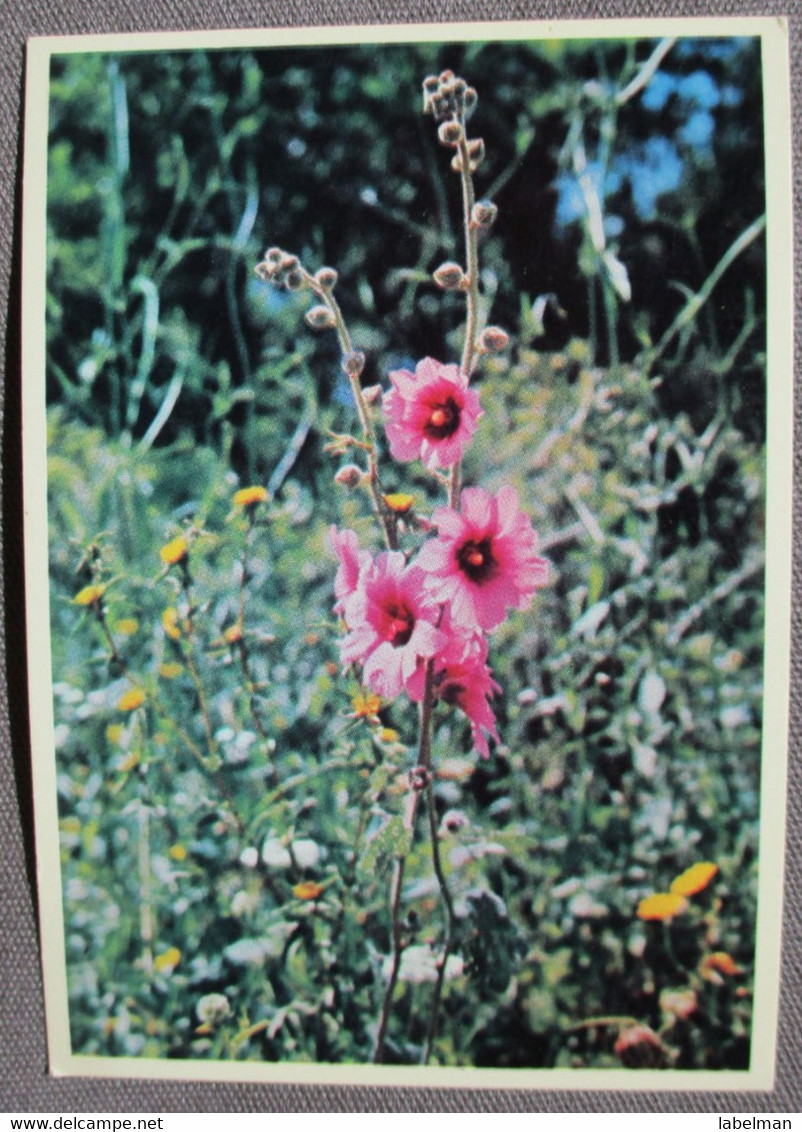 ISRAEL NEOT KDUMIM ILAN FLOWERS SHANA TOVA NEW YEAR JUDAICA PC KARTE BEST WISHES CARD POSTCARD CARTOLINA ANSICHTSKARTE - New Year