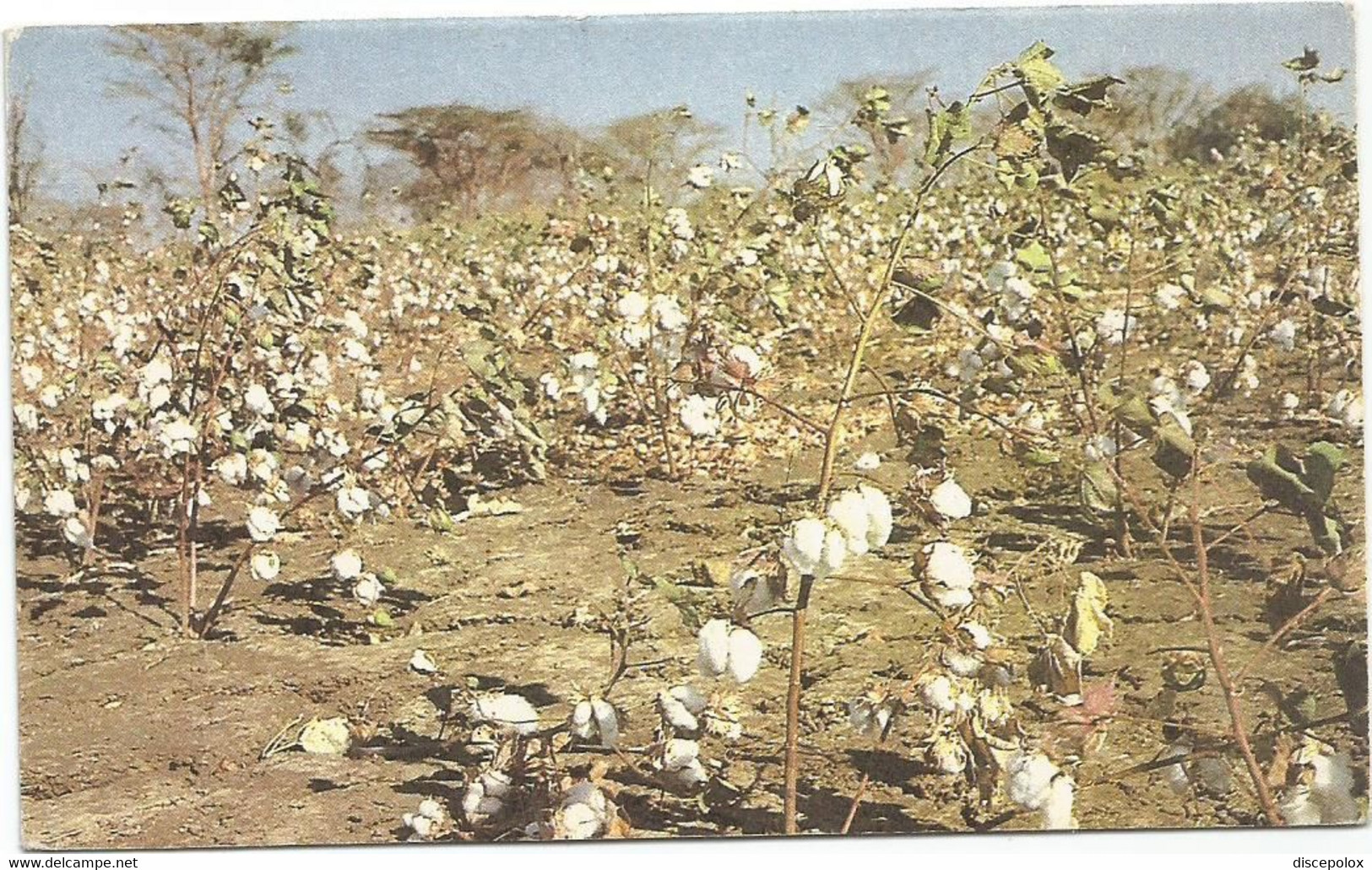 AC1426 Sudan - Nuba Mountains - Short Staple Cotton / Viaggiata - Sudan