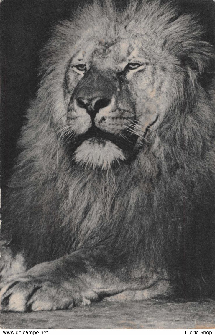 Parc Zoologique Du Bois De Vincennes - Grosse Tête De Lion  ± 1950 ♥♥♥ - Löwen