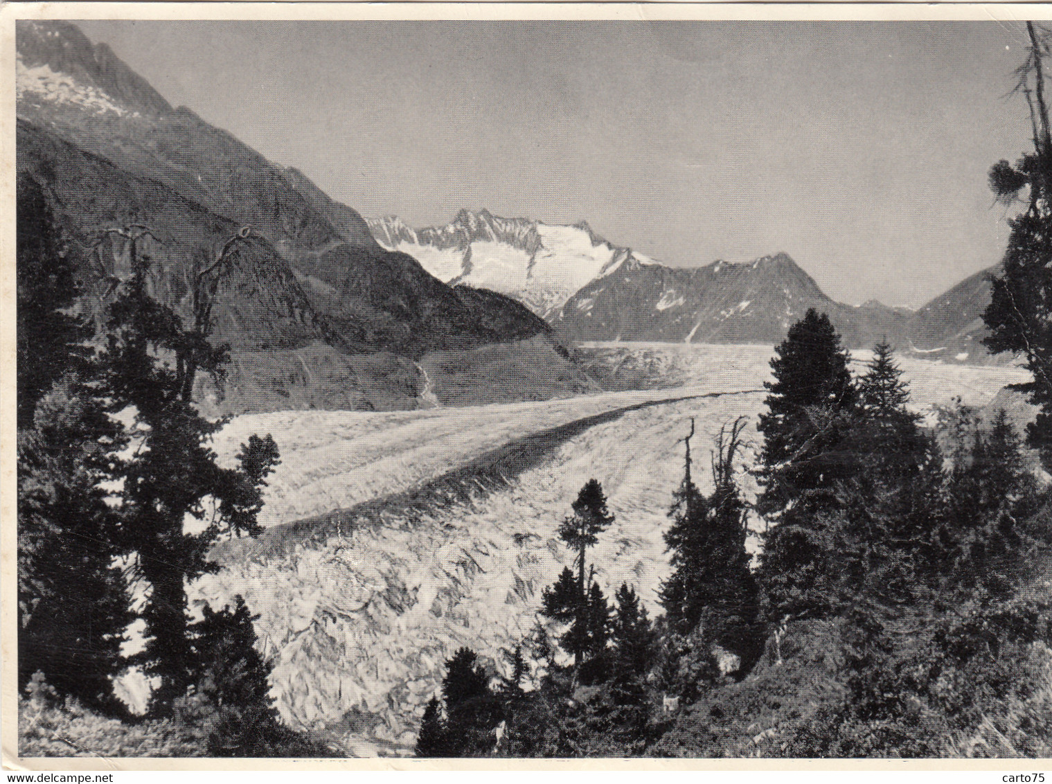 Suisse - Riederalp - Naturschutzgebiet - Aletschwald - Grosser Aletschgletscher - Riederalp