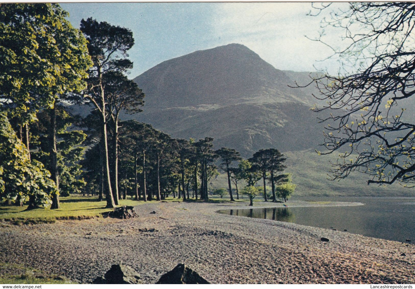 Postcard The Buttermere Pines Cumberland My Ref B25535 - Buttermere