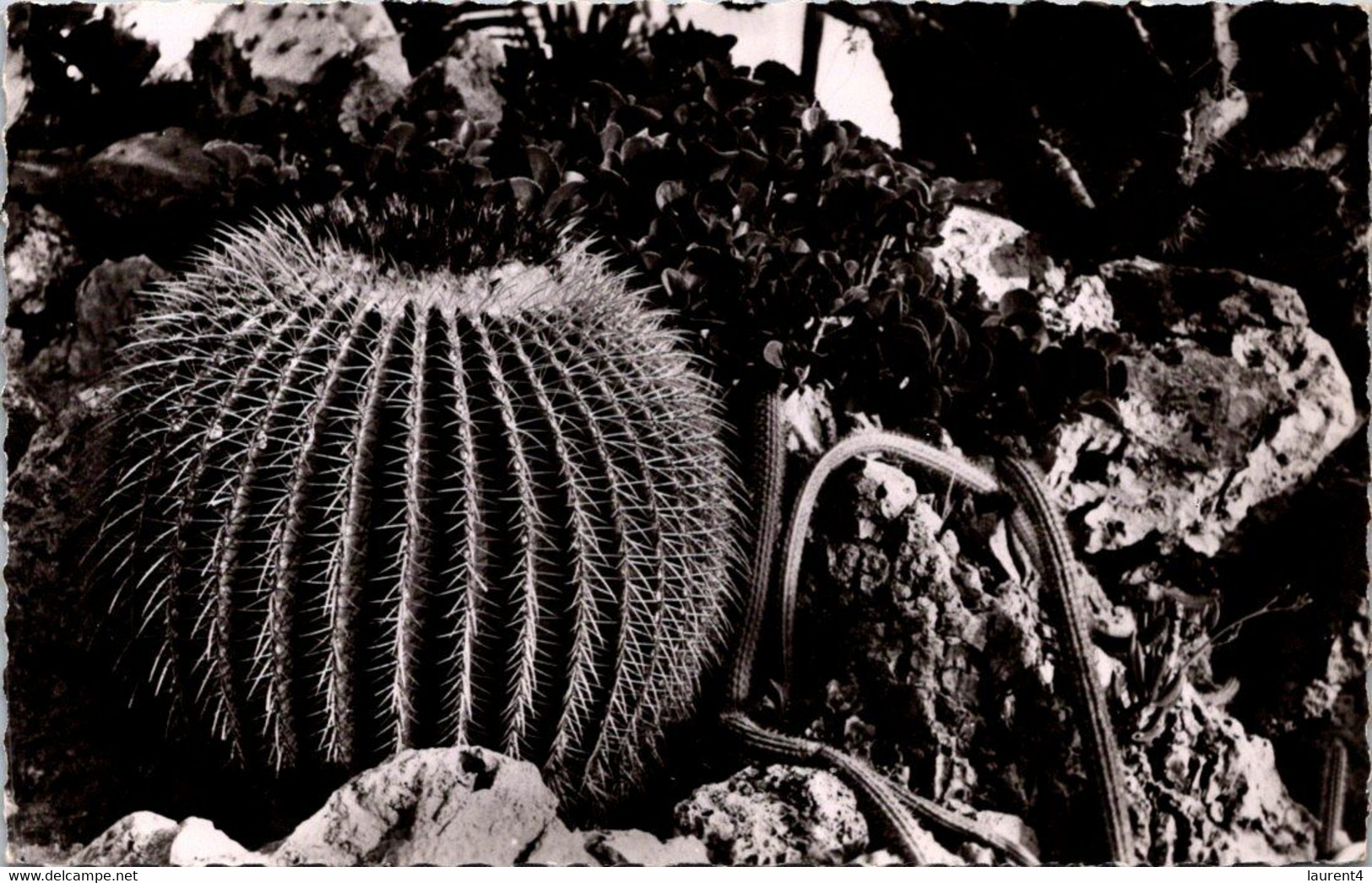 (1 J 59) Monaco - Jardin Exotique (b/w Posted) - Cactus