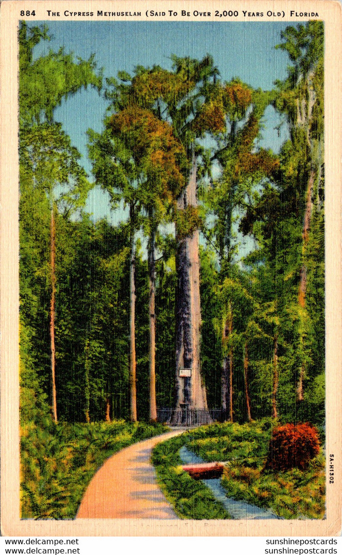 Florida Longwood The Big Cypress Tree Curteich - Orlando