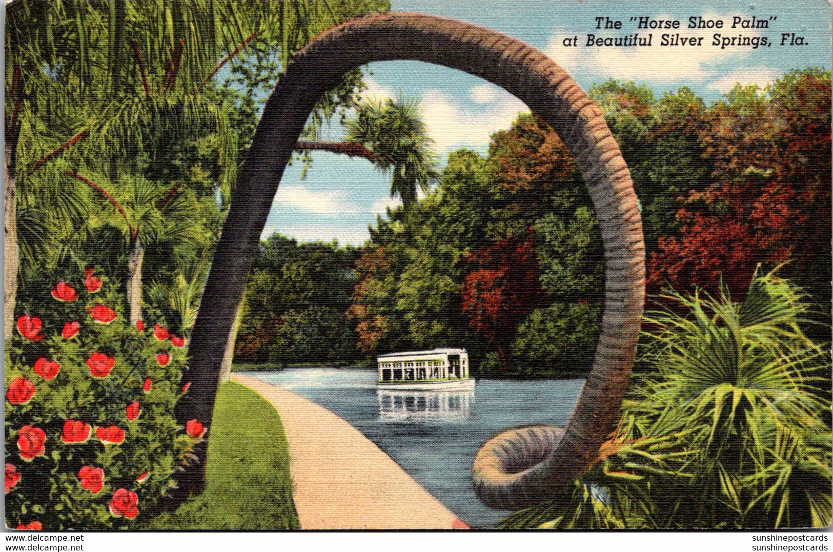 Florida Silver Springs The Horse Shoe Palm Curteich - Silver Springs