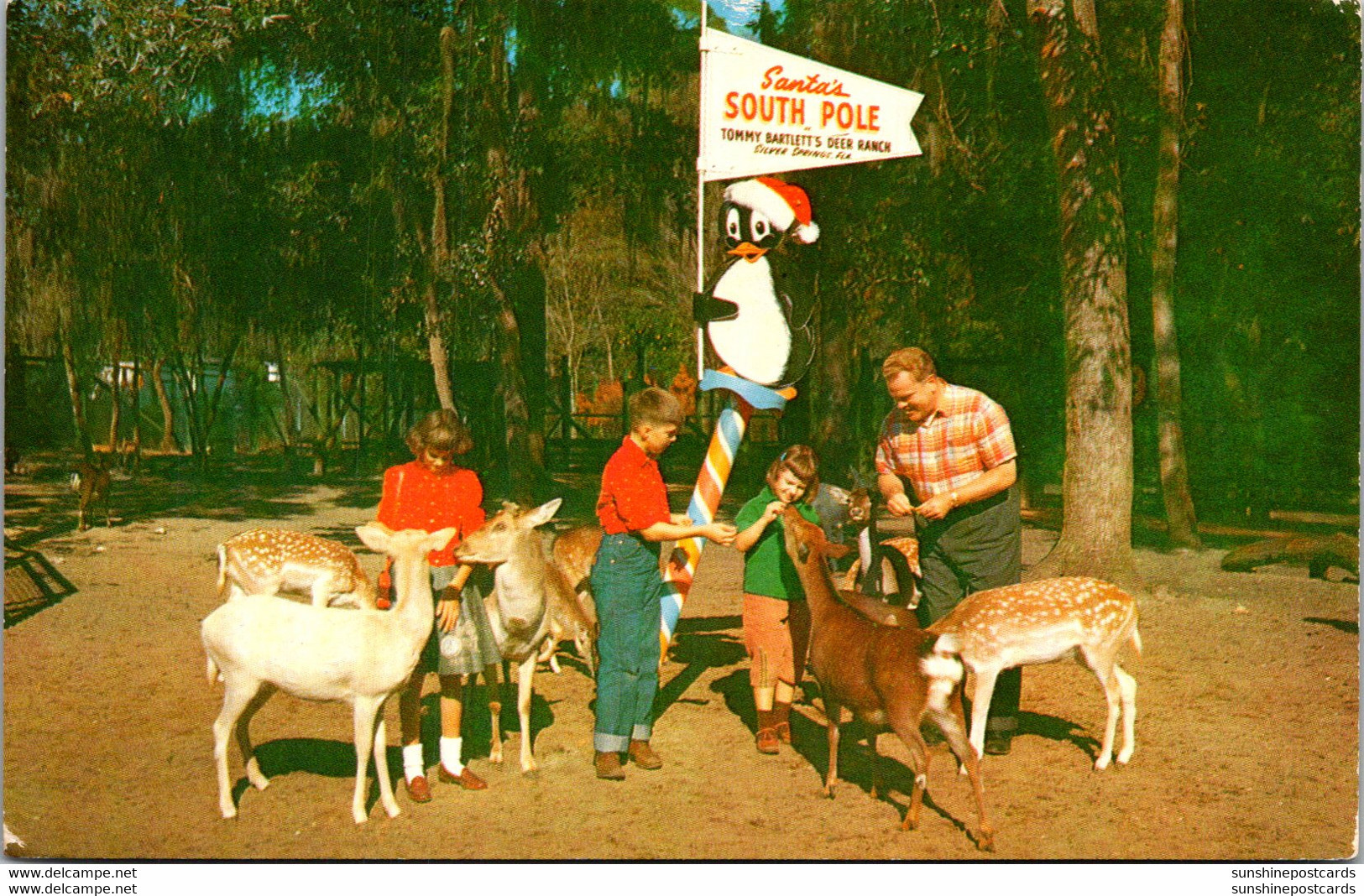 Florida Silver Springs Tommy Bartlett's Deer Ranch 1960 - Silver Springs