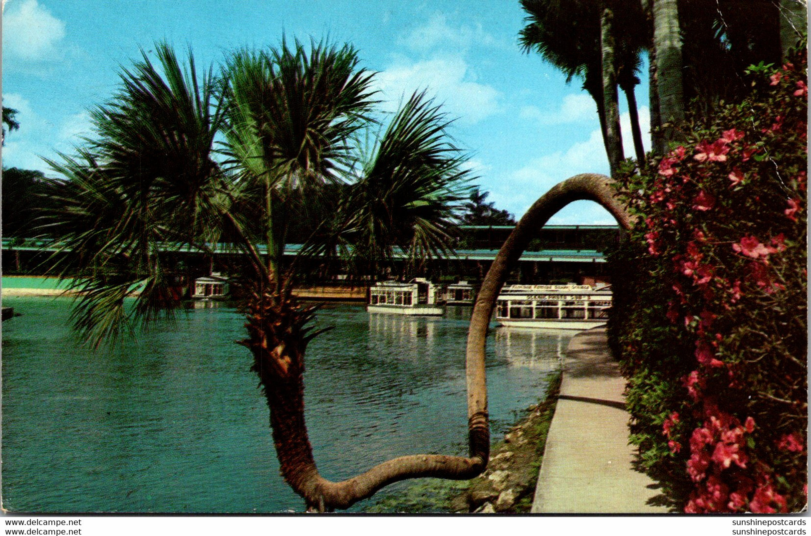 Florida Silver Springs The Horseshoe Palm Or "Lucky Palm" 1970 - Silver Springs