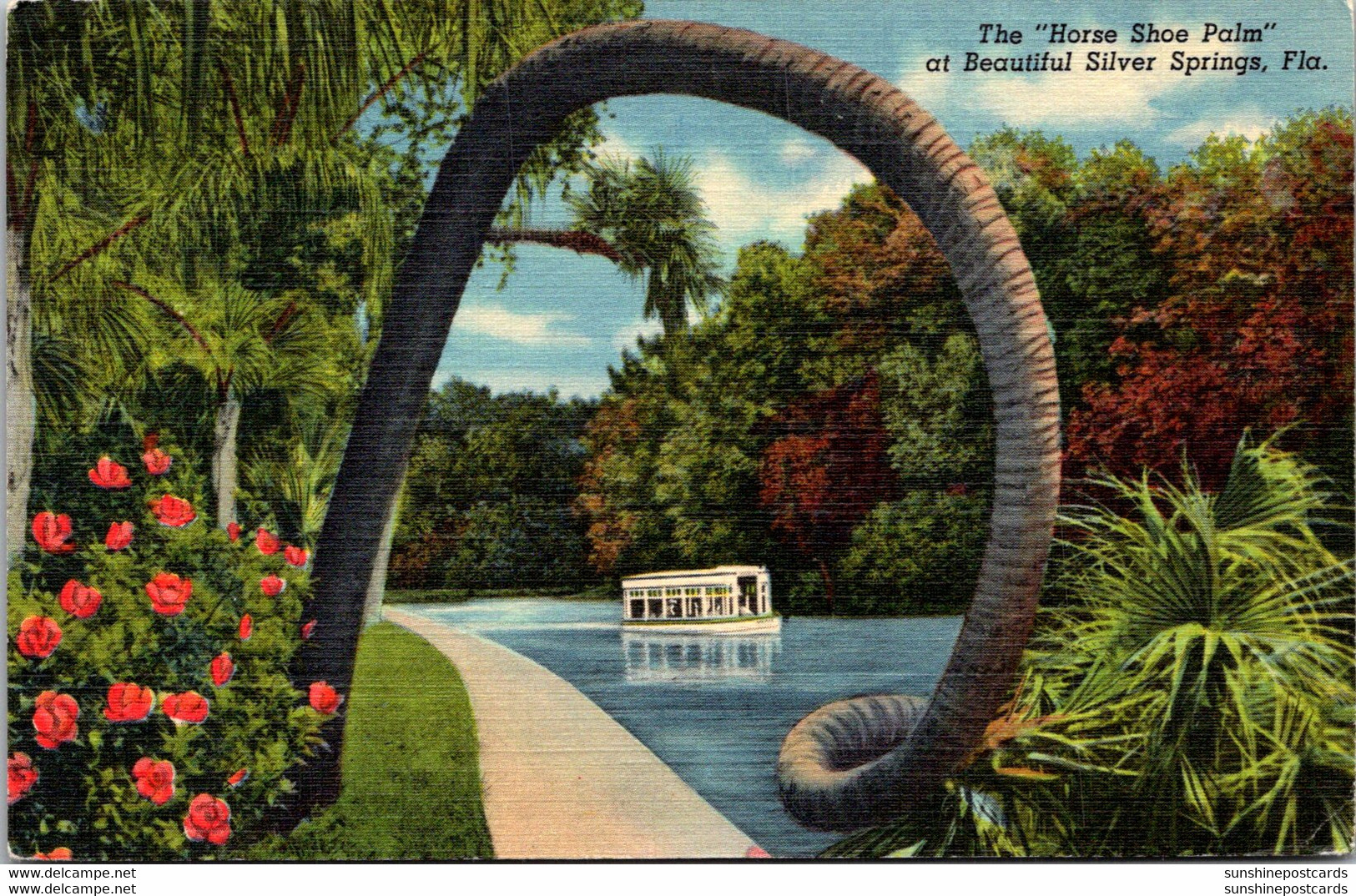 Florida Silver Springs Horse Shoe Palm  1951 Curteich - Silver Springs