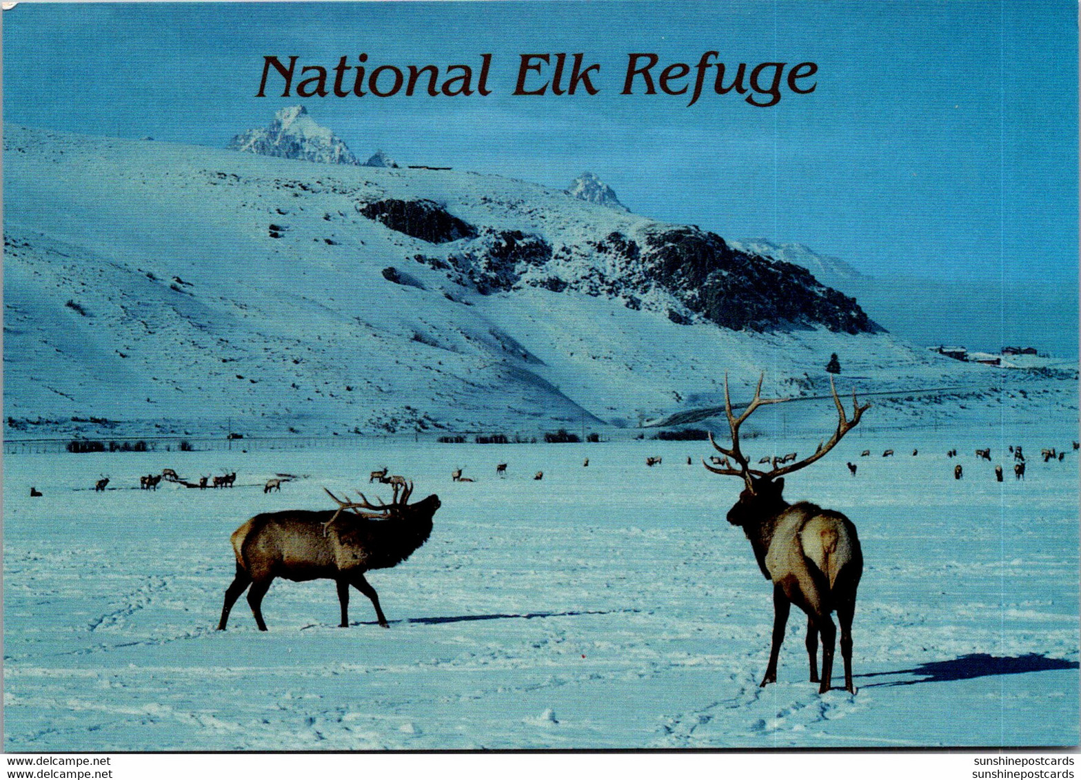 Wyomind Yellowstone National Elk Refuge - Yellowstone