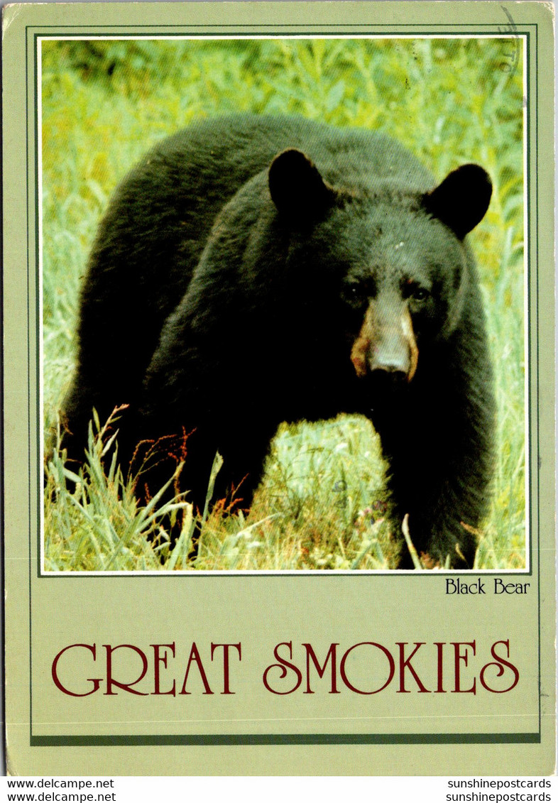 Smokie Mountains National Park Black Bear 1983 - USA National Parks