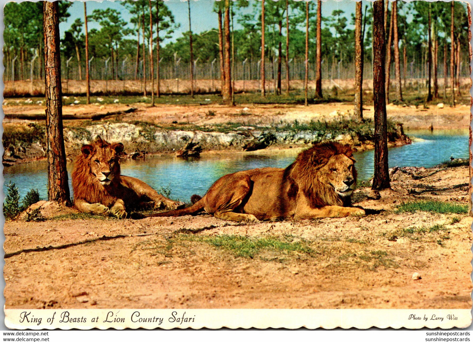 Florida West Palm Beach Lion Country Safari King Of Beasts - West Palm Beach