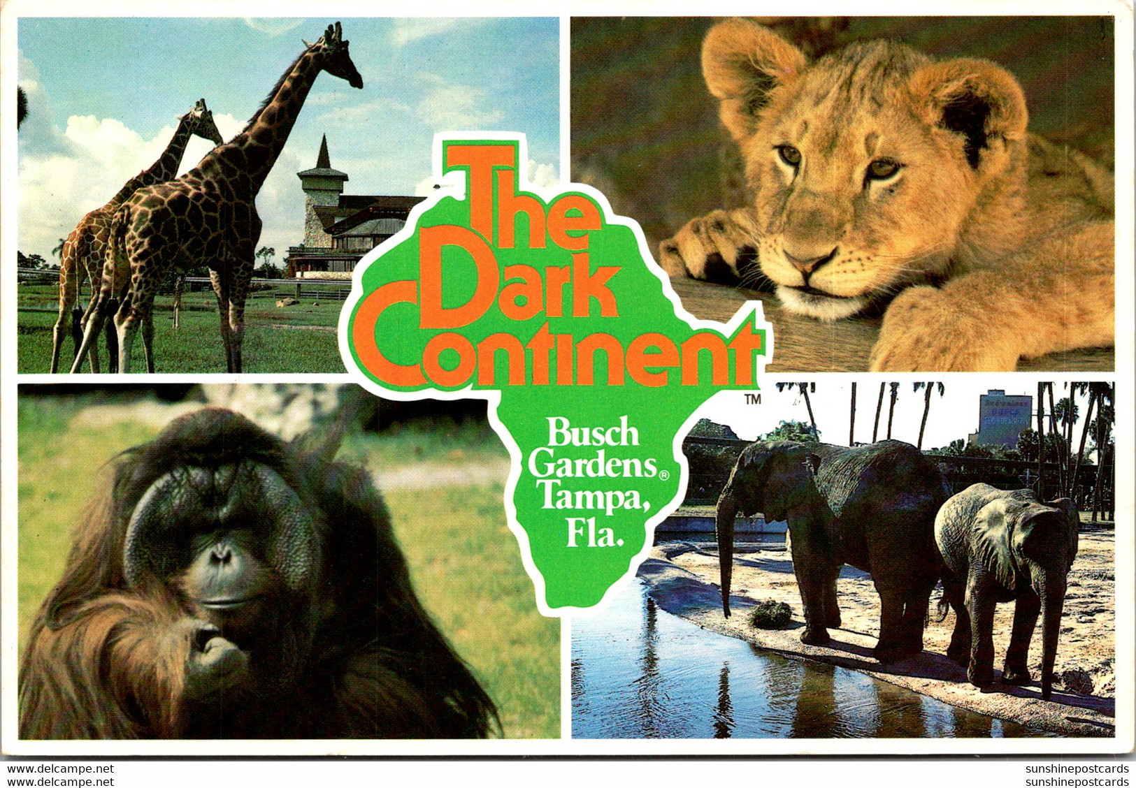 Florida Tampa Busch Gardens The Dark Continent Elephants Giraffes Gorilla And Lion Cub - Tampa