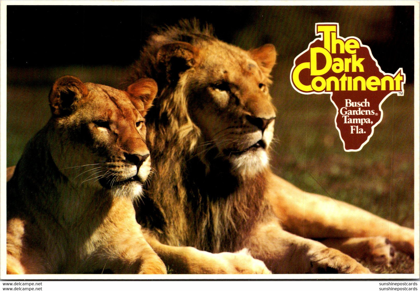 Florida Tampa Busch Gardens The Dark Continent Lions - Tampa