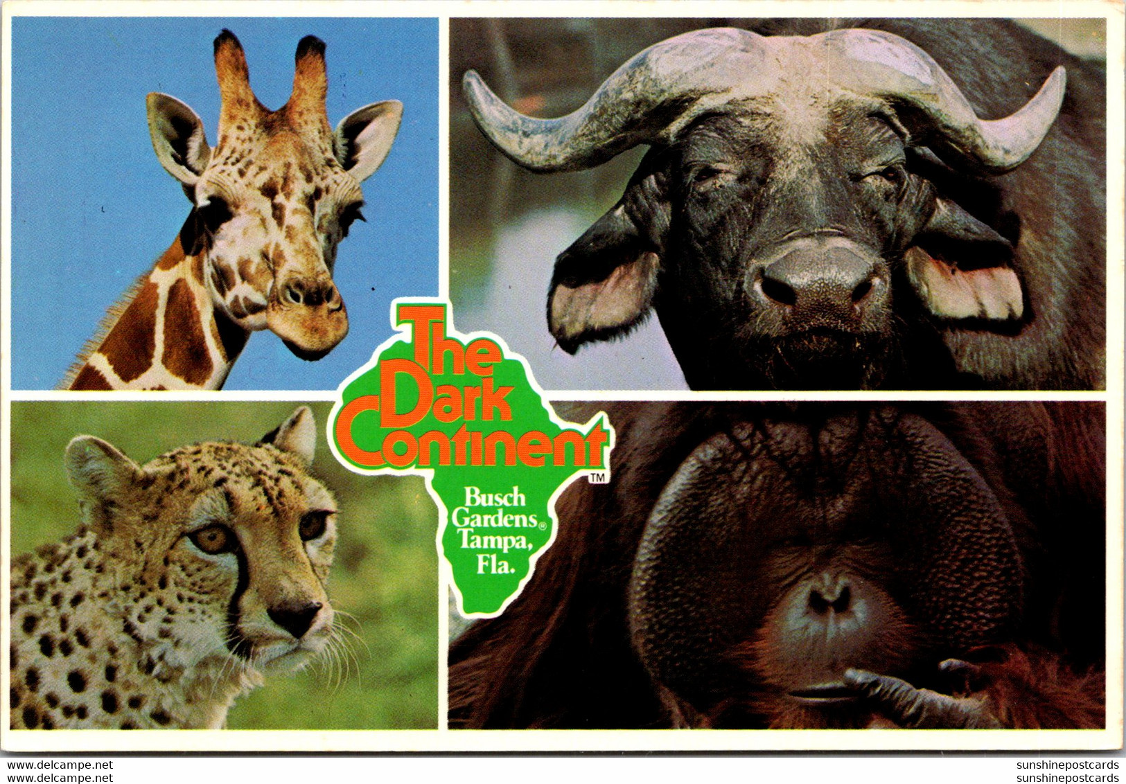 Florida Tampa Busch Gardens The Dark Continent Giraffe Cape Buffalo Cheetah And Orangutans - Tampa