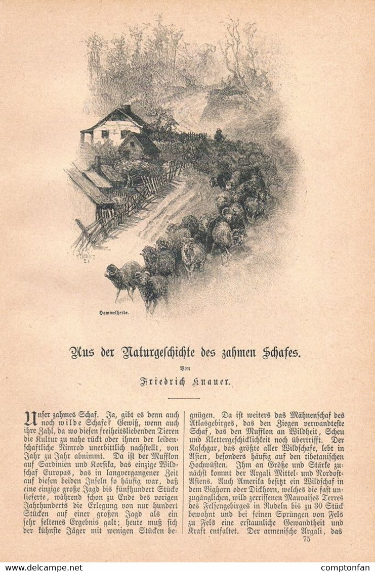 1241-2 Knauer Schaf Schafzucht Merinoschaf Artikel / Bilder 1885 !! - Autres & Non Classés