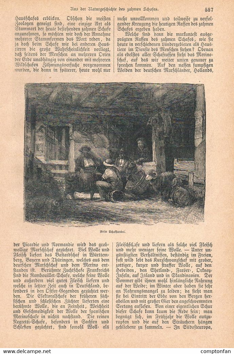 1241-2 Knauer Schaf Schafzucht Merinoschaf Artikel / Bilder 1885 !! - Autres & Non Classés