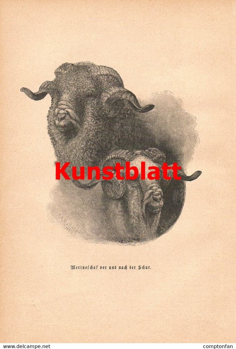 1241-2 Knauer Schaf Schafzucht Merinoschaf Artikel / Bilder 1885 !! - Other & Unclassified