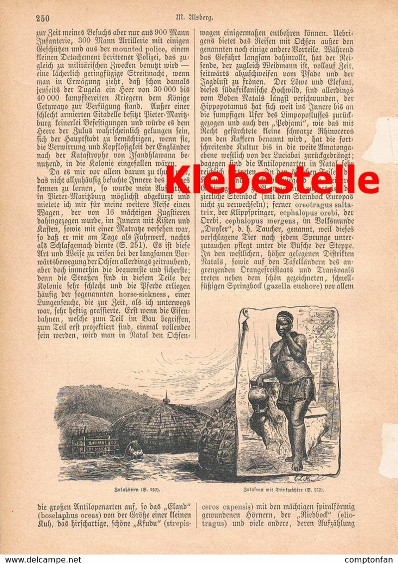 A102 1246-2 Moritz Alsberg Port Natal Durban Südafrika Artikel / Bilder 1884 !! - Política Contemporánea