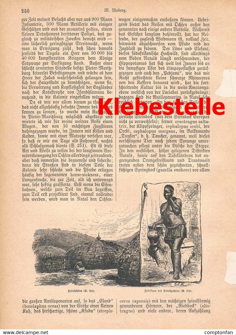 A102 1246-2 Moritz Alsberg Port Natal Durban Südafrika Artikel / Bilder 1884 !! - Politik & Zeitgeschichte