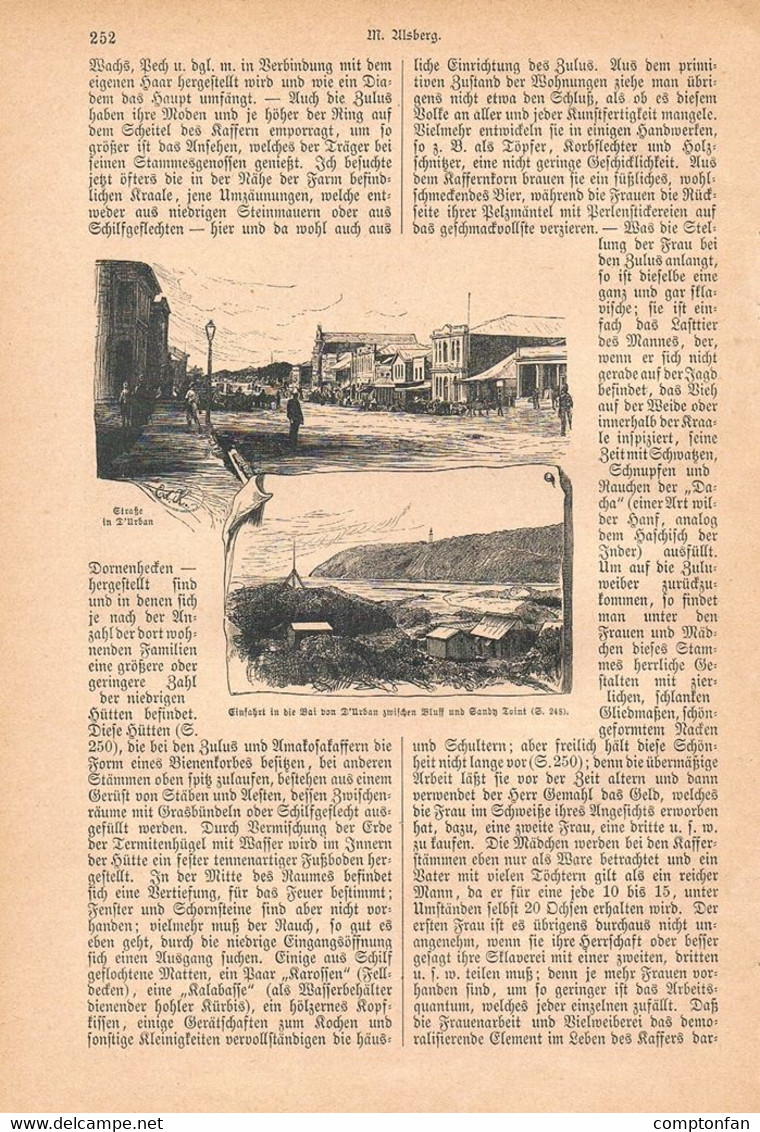 A102 1246-2 Moritz Alsberg Port Natal Durban Südafrika Artikel / Bilder 1884 !! - Politik & Zeitgeschichte