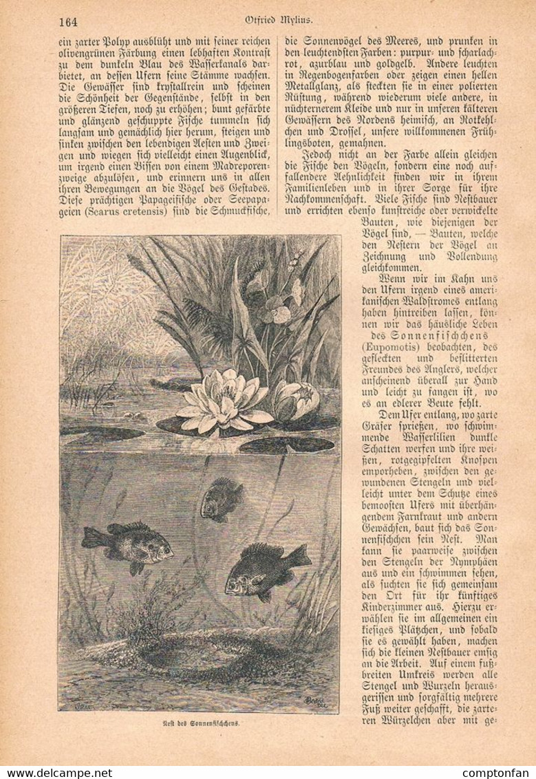 1249-2 Otfried Mylius Fische Nestbau Fisch Fischzucht Artikel / Bilder 1884 !! - Autres & Non Classés