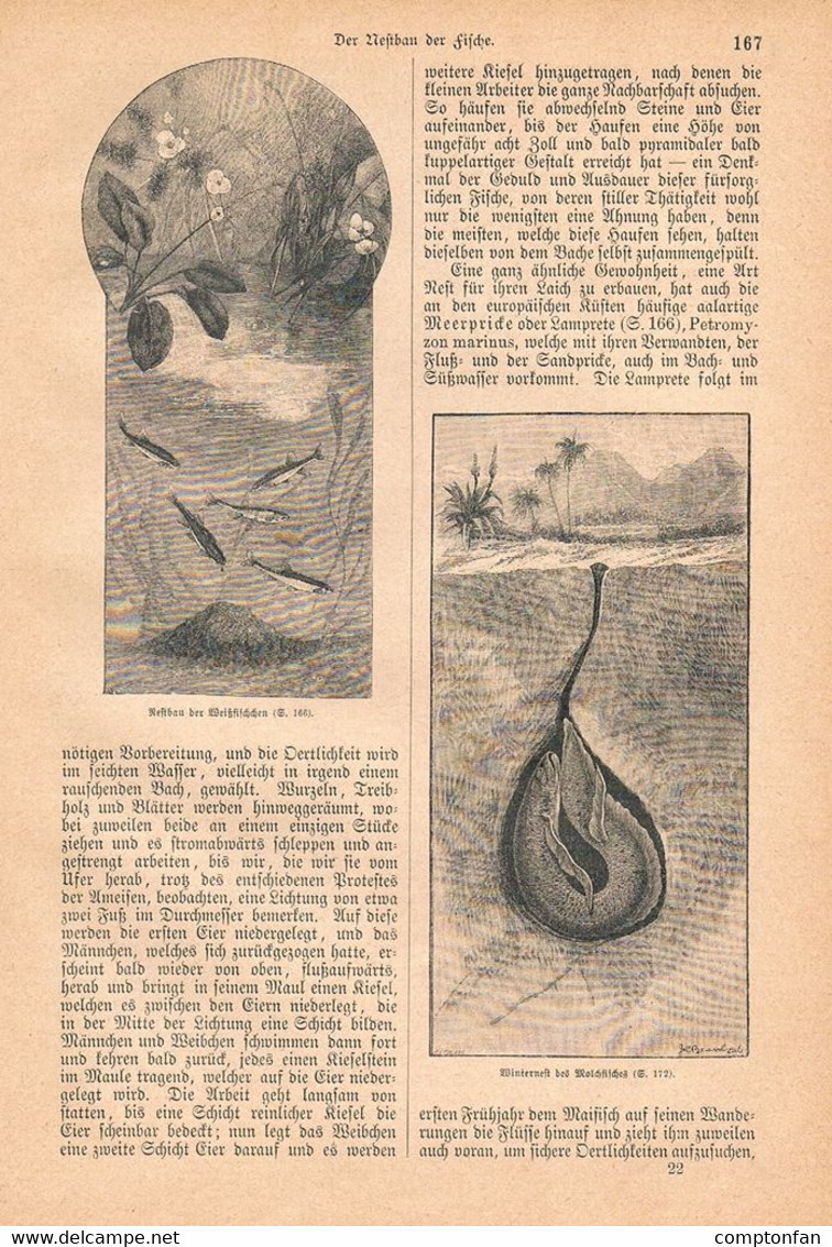 1249-2 Otfried Mylius Fische Nestbau Fisch Fischzucht Artikel / Bilder 1884 !! - Autres & Non Classés