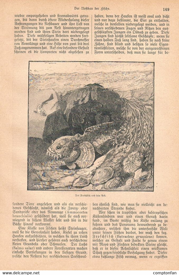 1249-2 Otfried Mylius Fische Nestbau Fisch Fischzucht Artikel / Bilder 1884 !! - Autres & Non Classés