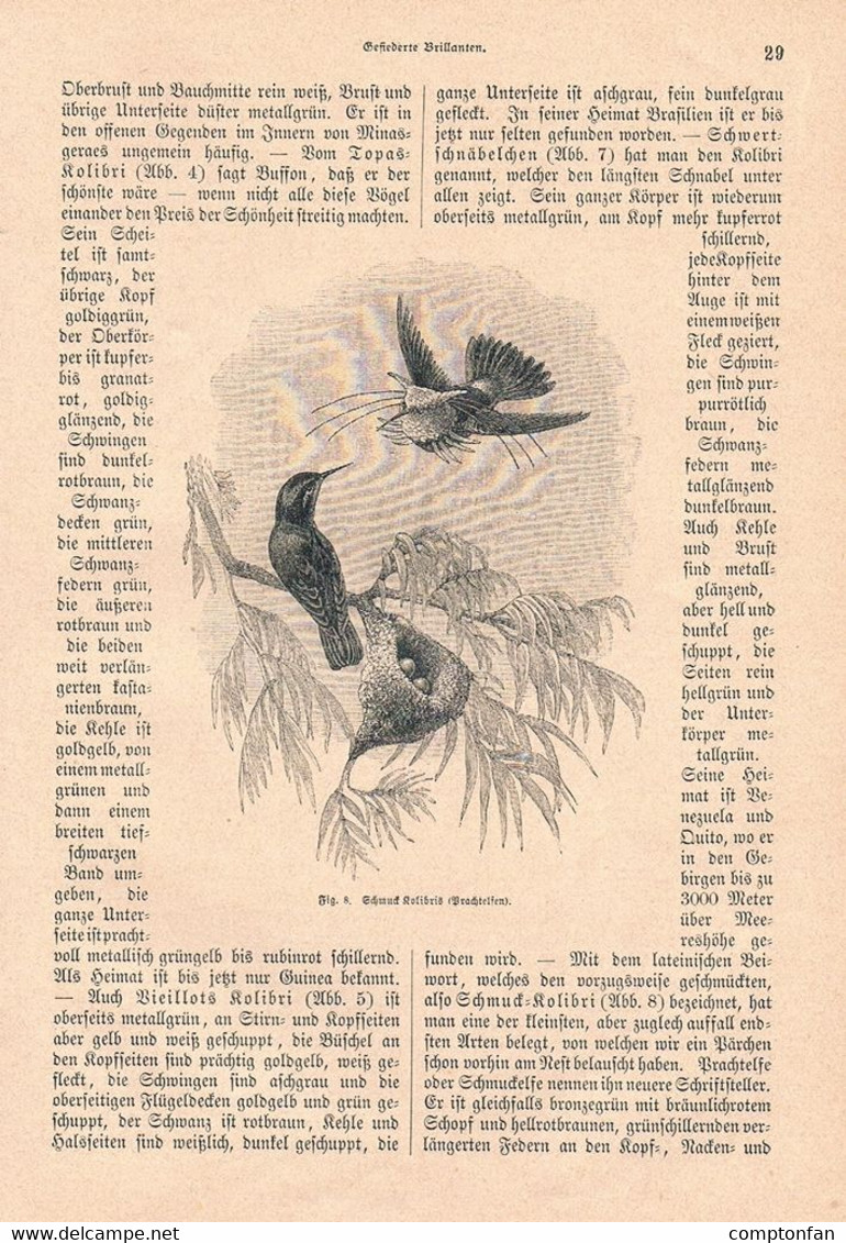 1252 Karl Ruß Gefiederte Brillanten Vögel Ornithologie Artikel / Bilder 1883 !! - Autres & Non Classés