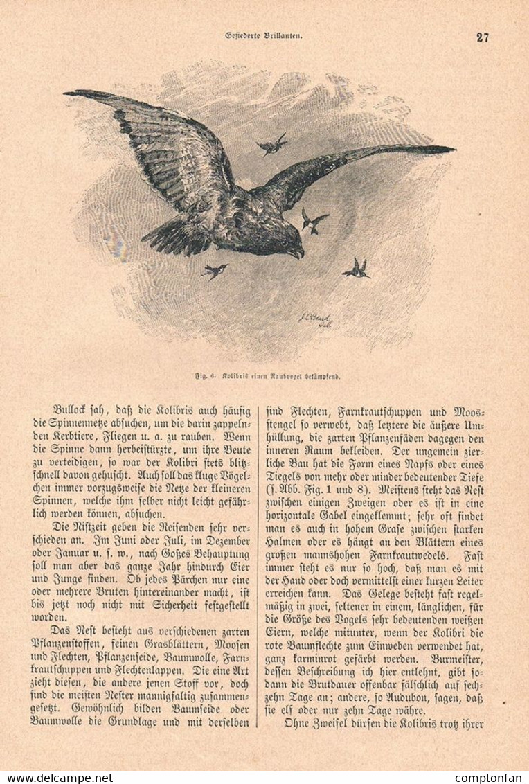 1252 Karl Ruß Gefiederte Brillanten Vögel Ornithologie Artikel / Bilder 1883 !! - Autres & Non Classés