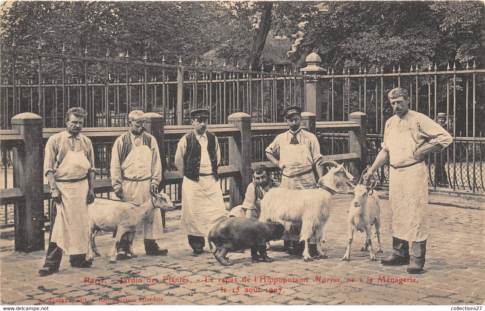 PARIS-75005-JARDIN DES PLANTES- LE REPAS DE L'HIPPOPOTAME MARIUS NE A LA MENAGERIE LE 15 AOUT 1907 - Arrondissement: 05