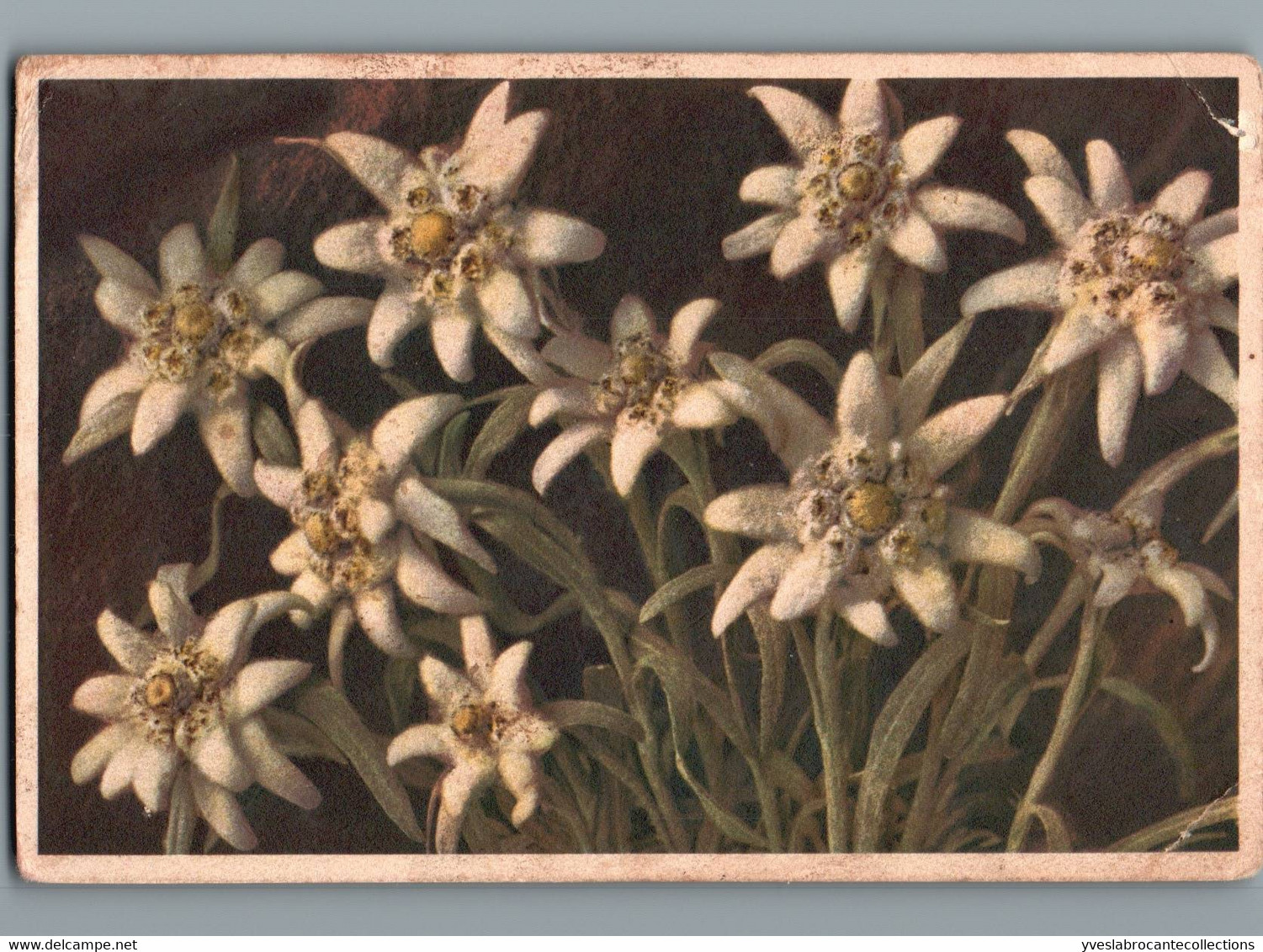 Leontopodium Alpinum - Edelweiss - Cpsm Pt Format - 1949 - Bloemen