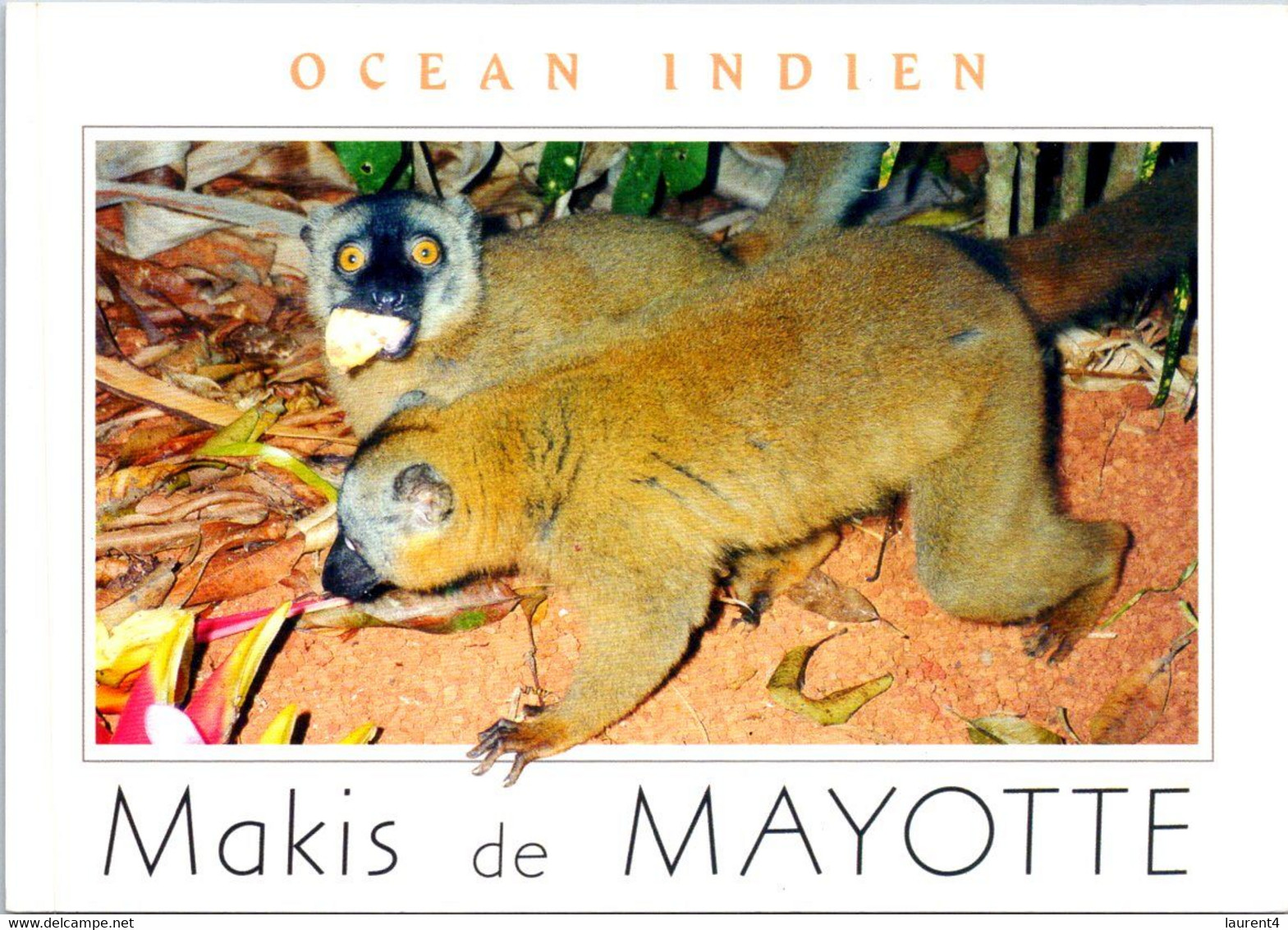 (2 J 5) Mayotte Island / France - Makis De Mayotte - Mayotte