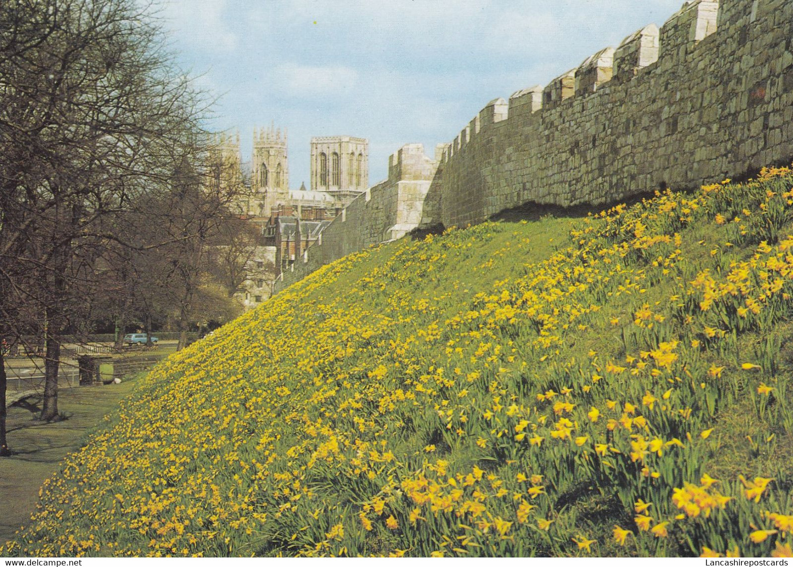 Postcard Daffodils On The Wall York North Yorkshire My Ref B25550 - York