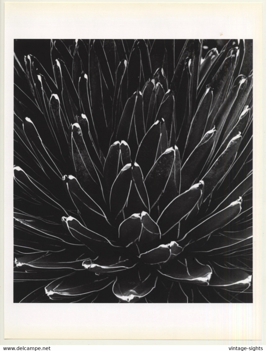 Horst P. Horst: Victoria Regina Agave 1945 (Sheet-Fed Gravure 1992: Form Horst 27 X 35.5 CM) - Non Classés