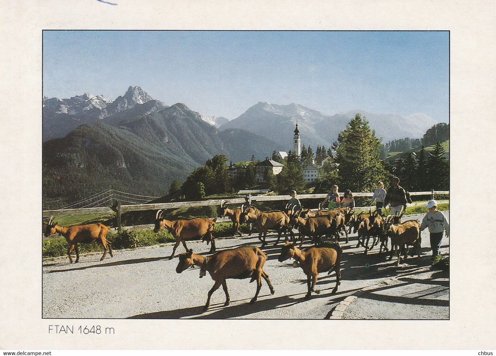 Ftan Im Engiadina (Engadin), Ziegen - Ftan