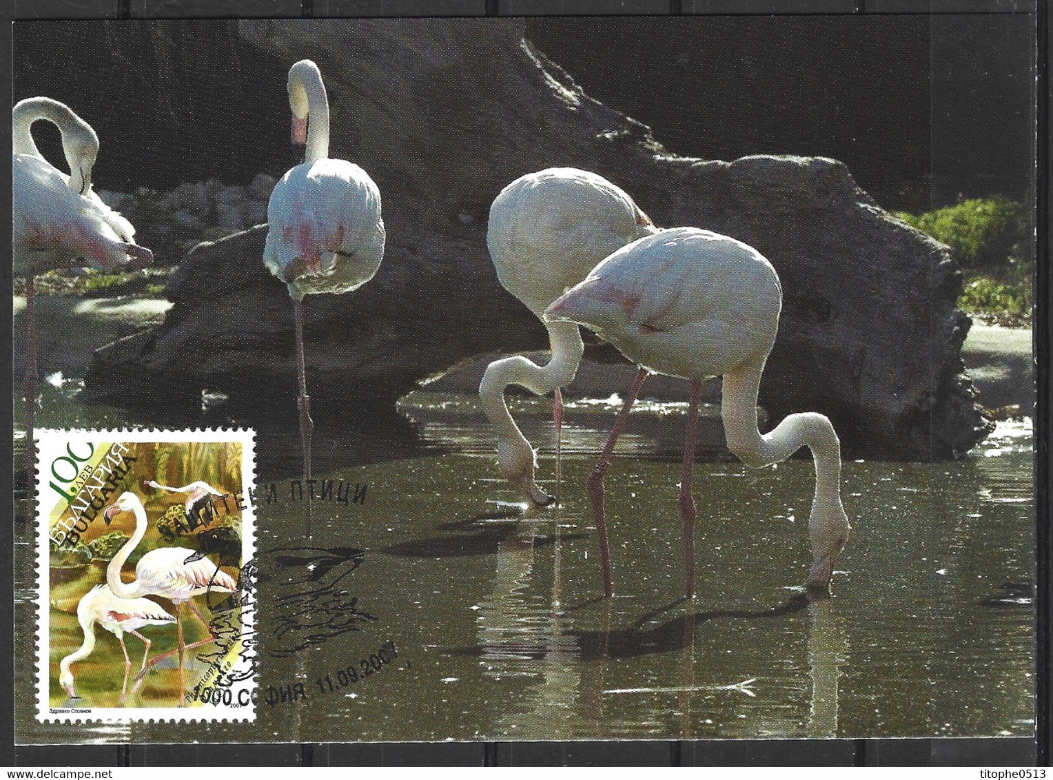 BULGARIE. N°4161 De 2007 Sur Carte Maximum. Flamant Rose. - Flamingos