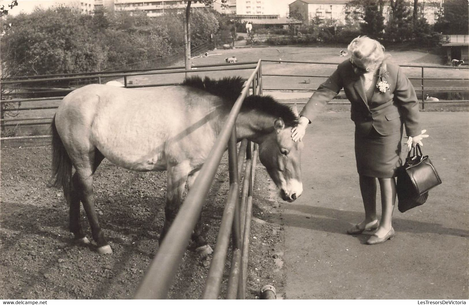 CP Carte Photo D'un Cheval Dans Son Enclos Caressé Par Une Dame En Tailleur - Pferde