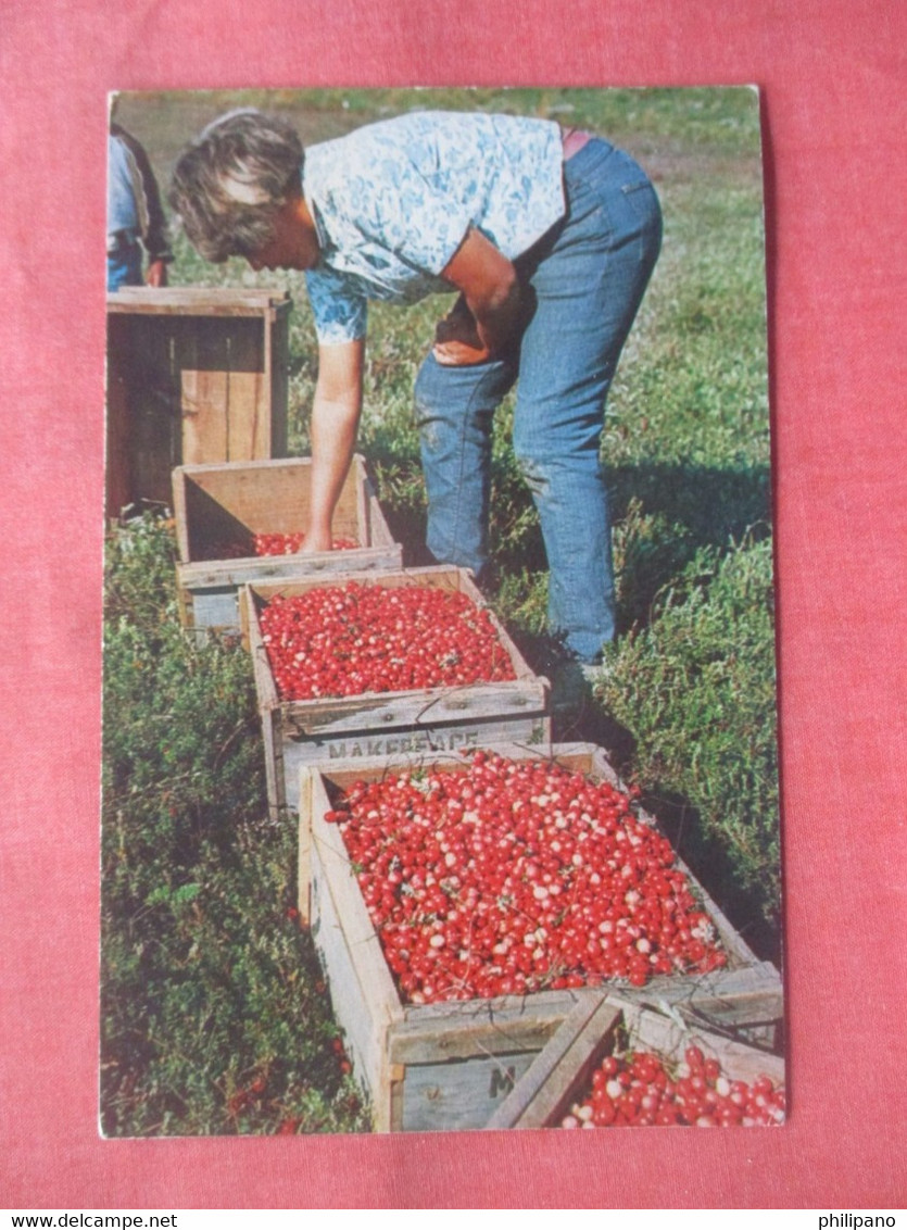 Cranberry Picking Time.    Cape Cod  Massachusetts > Cape Cod Ref 5733 - Cape Cod