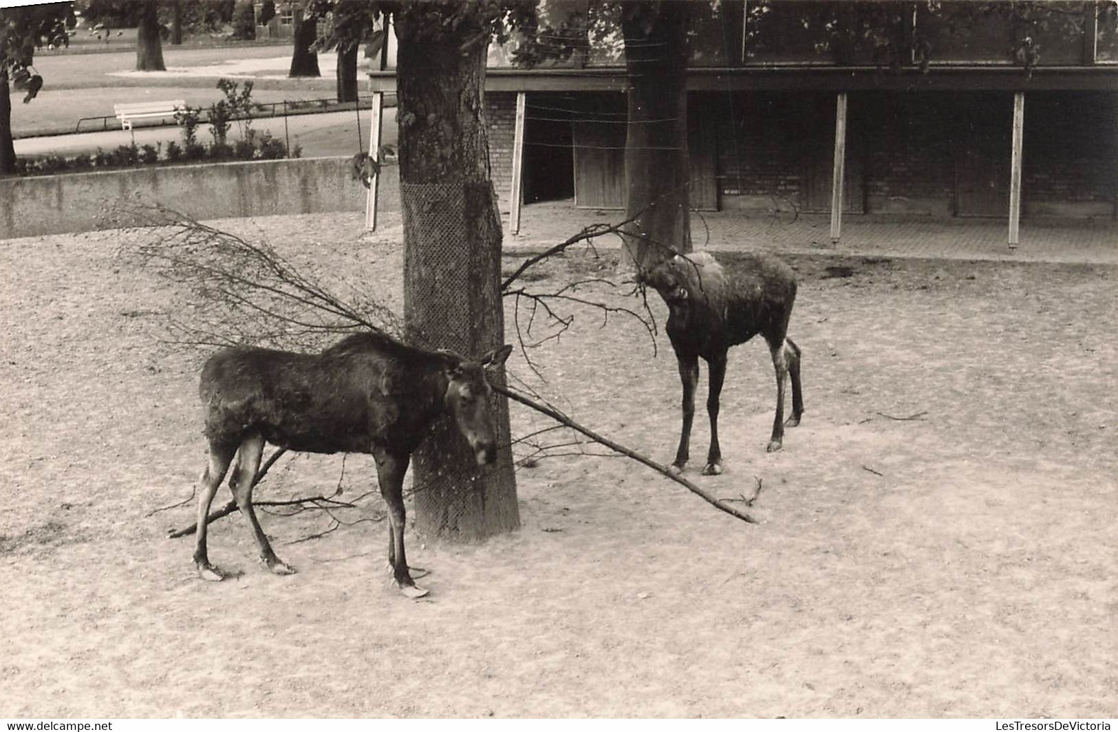 Lot De 3 CP Carte Photo D'animaux En Noir Et Blanc- Zebre Lion - Pferde