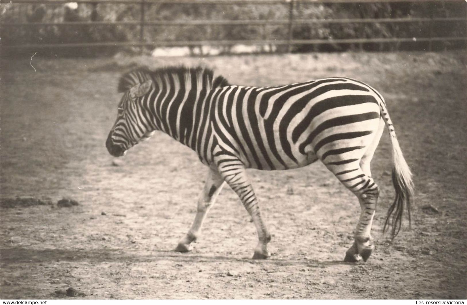 Lot De 3 CP Carte Photo D'animaux En Noir Et Blanc- Zebre Lion - Chevaux