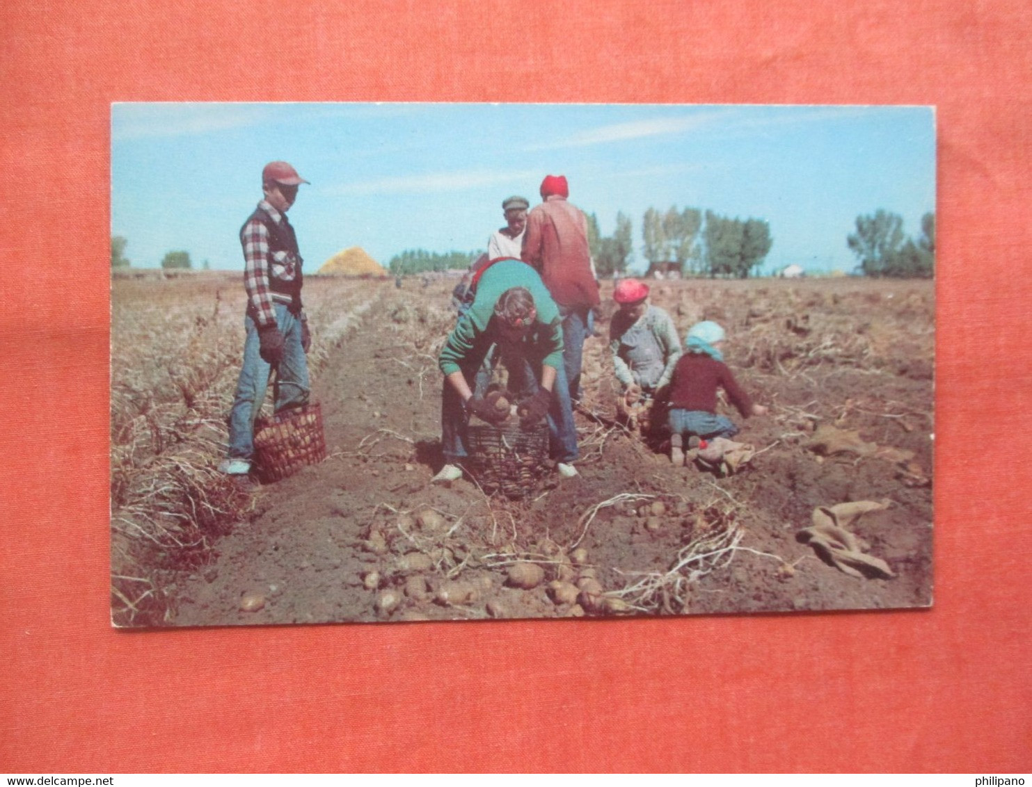 Harvesting    Idaho  Russett Potato  Idaho >  - Idaho >ref 5733 - Other & Unclassified