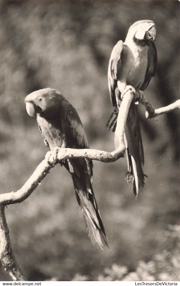 Lot De 4 CP Carte Photo D'oiseaux En Noir Et Blanc-  Ara - Perruche - Pingouin - Flamand Rose - Oiseaux