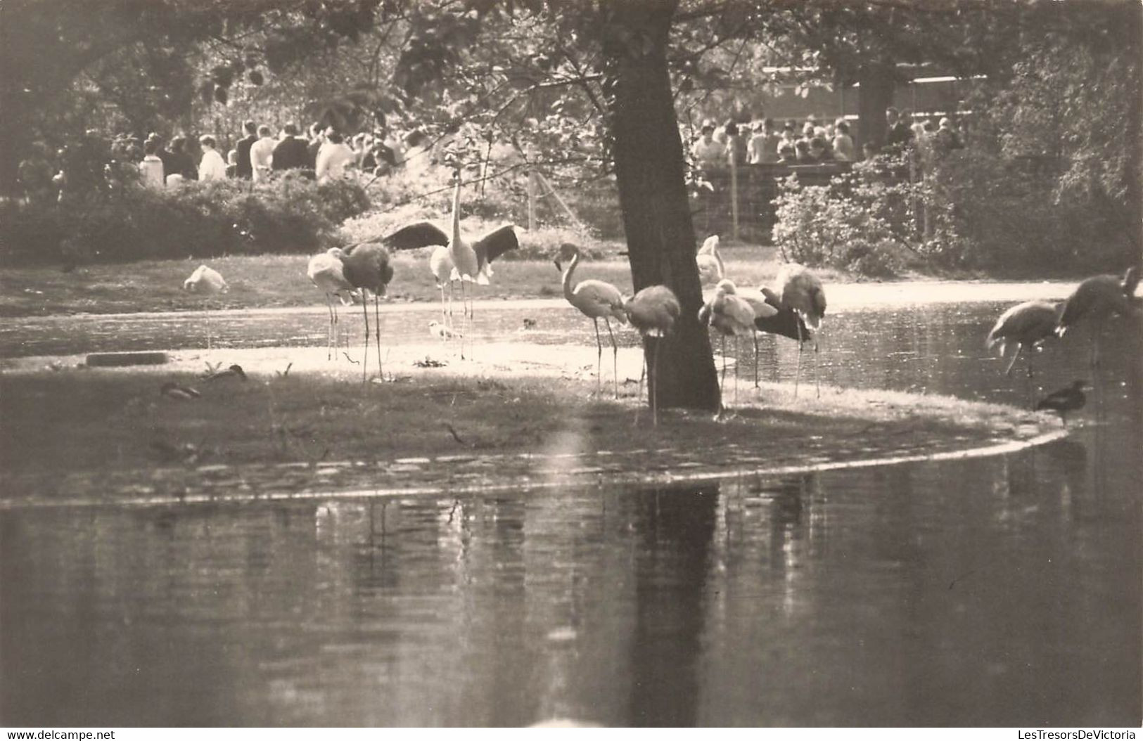 Lot De 4 CP Carte Photo D'oiseaux En Noir Et Blanc-  Ara - Perruche - Pingouin - Flamand Rose - Oiseaux