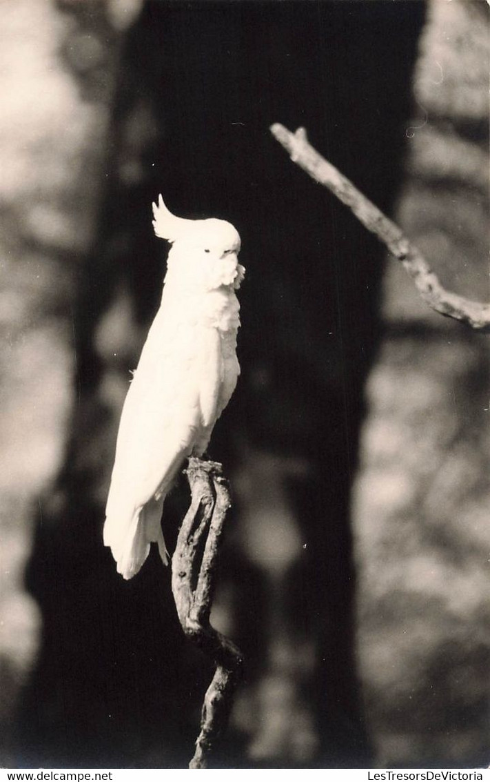 Lot De 4 CP Carte Photo D'oiseaux En Noir Et Blanc-  Ara - Perruche - Pingouin - Flamand Rose - Oiseaux