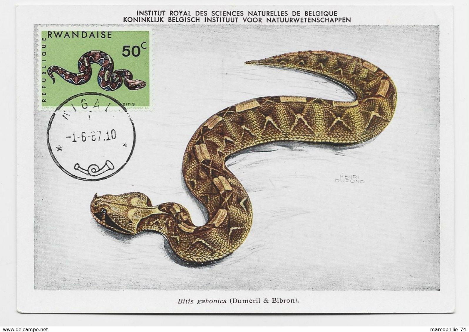 RWANDAISE 50C SERPENT CARTE MAXIMUM CARD MAX KIGALI 1.6.1967 - Gebruikt