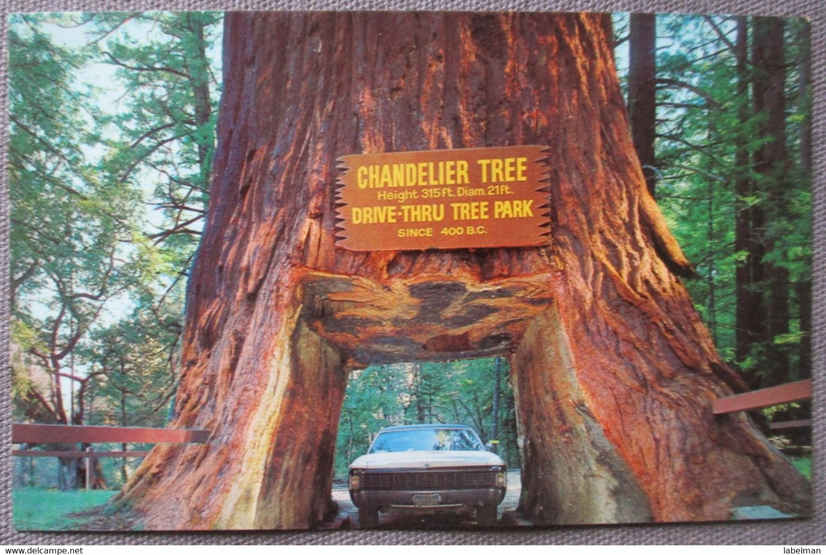 USA UNITED STATES LEGGETT CALIFORNIA CHADELIER TREE CARD KARTE ANSICHTSKARTE CARTOLINA POSTCARD PC CP AK CARTE POSTALE - Lake George